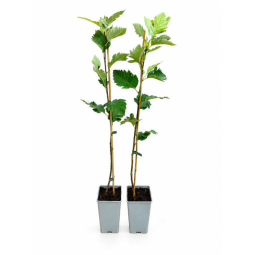 Swedish Whitebeam C2