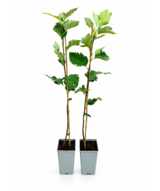 Swedish Whitebeam C2