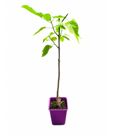 Catalpa C6 (standard form – lower version)