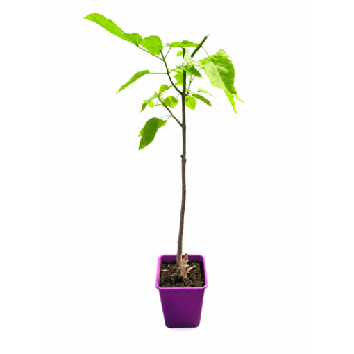 Catalpa C6 (standard form – lower version)