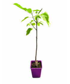 Catalpa C6 (standard form – lower version)