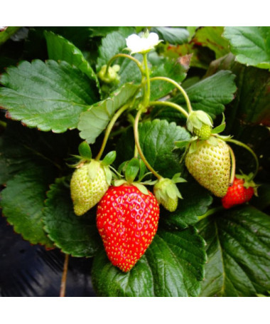 Strawberry 'Temptation' hanging pot, P9