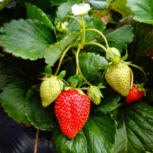Strawberry 'Temptation' hanging pot, P9