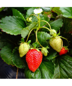 Strawberry 'Temptation' hanging pot, P9