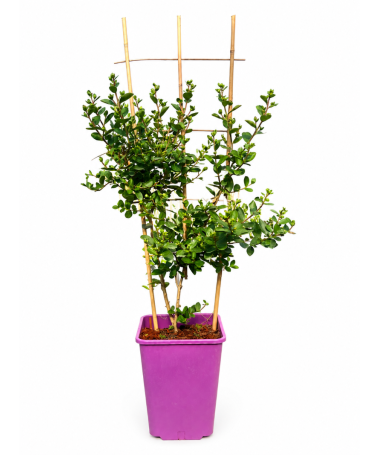 Crape Myrtle 'White' (Noon-Free) (Trellis) C6