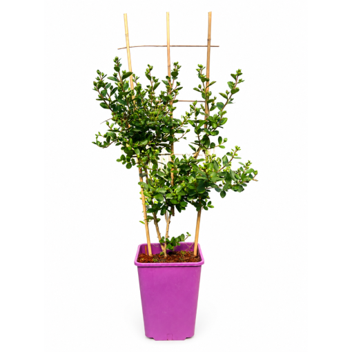 Crape Myrtle 'White' (Noon-Free) (Trellis) C6