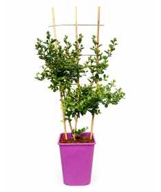 Crape Myrtle 'White' (Noon-Free) (Trellis) C6