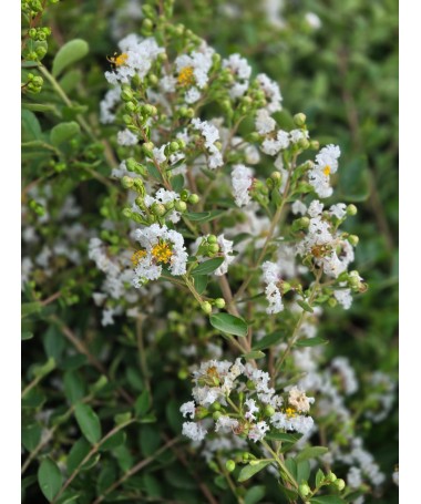 Crape Myrtle 'White' (Noon-Free) (Trellis) C6