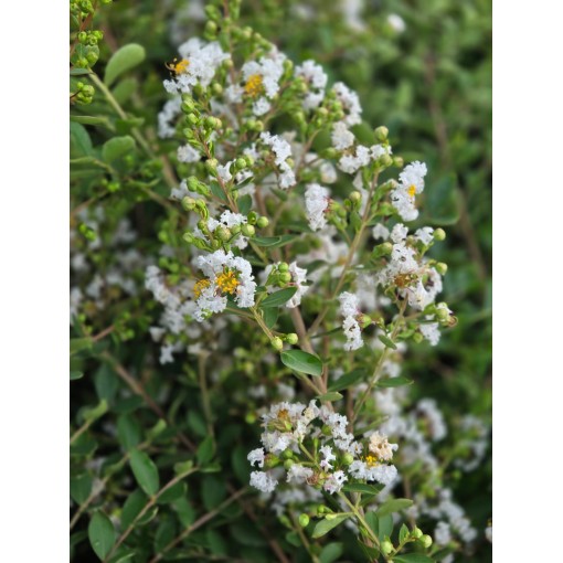 Crape Myrtle 'White' (Noon-Free) (Trellis) C6