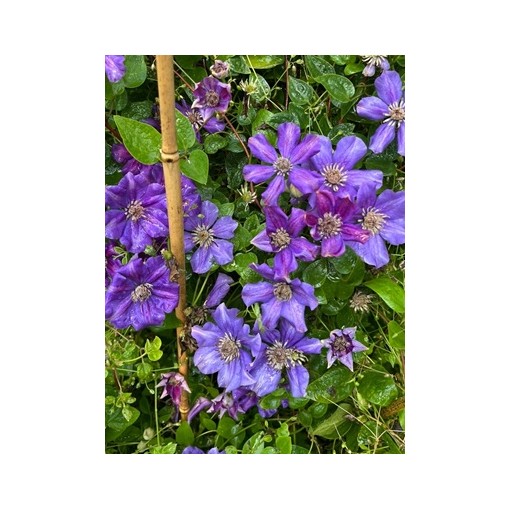 Clematis ‘Ashva’ P9/C1
