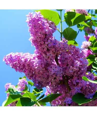 Lilac 'Minuet' C4