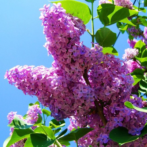 Lilac 'Minuet' C4