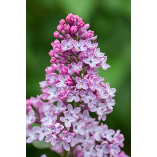 Lilac 'Minuet' C4