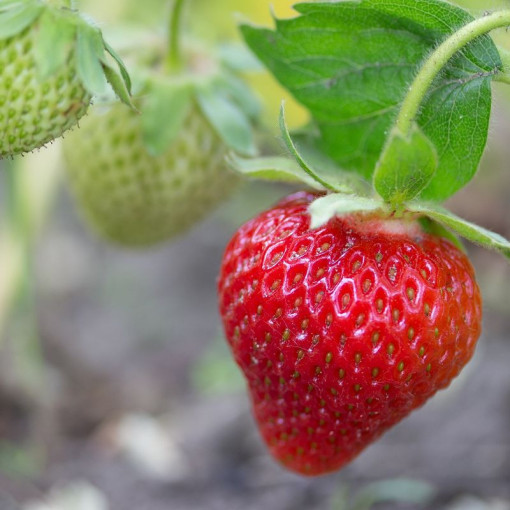 Strawberry 'Temptation' hanging pot, P9