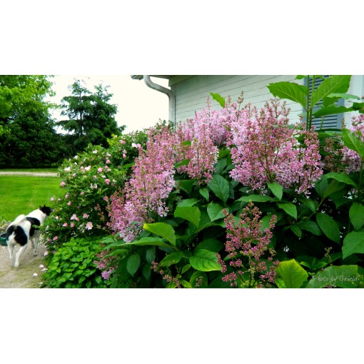 Lilac 'Minuet' C4