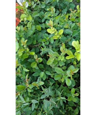 Japanese quince ‘Red Joy’ P9/C1