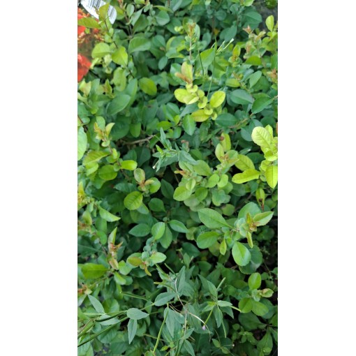 Japanese quince ‘Red Joy’ P9/C1