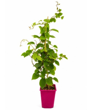 Kiwi Actinidia deliciosa Jenny SELF-FERTILE C6