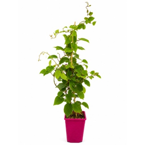 Kiwi Actinidia deliciosa Jenny SELF-FERTILE C6