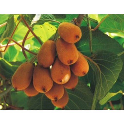 Kiwi Actinidia deliciosa Jenny SELF-FERTILE C6