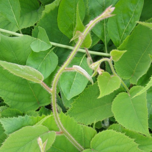 Kiwi Actinidia deliciosa Jenny SELF-FERTILE C6