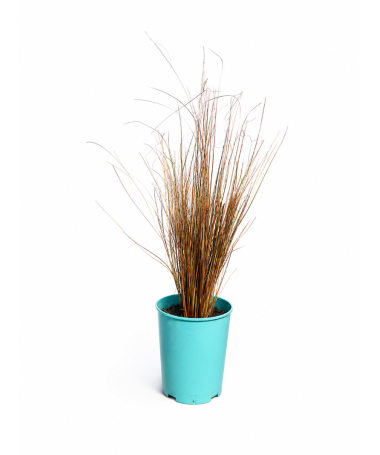 Buchanan’s sedge ‘Firefox’ C4 pot