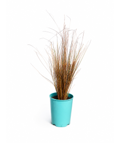 Buchanan’s sedge ‘Firefox’ C4 pot