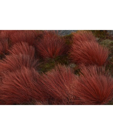 Buchanan’s sedge ‘Firefox’ C4 pot