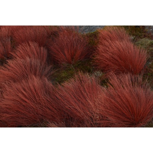 Buchanan’s sedge ‘Firefox’ C4 pot
