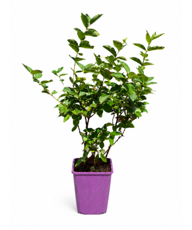 Haskap Berry ‘Black' C6