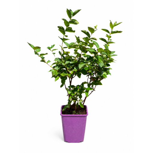 Haskap Berry ‘Black' C6