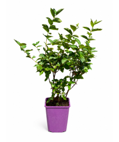 Haskap Berry ‘Black' C6