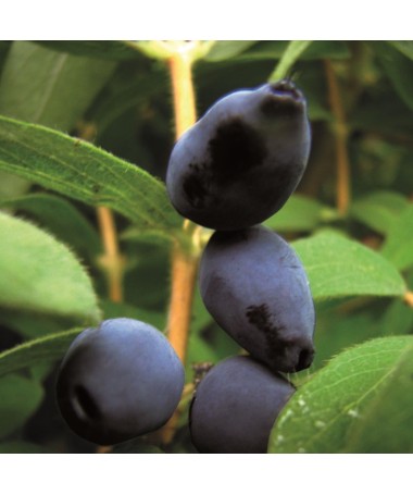 Haskap Berry ‘Black' C6