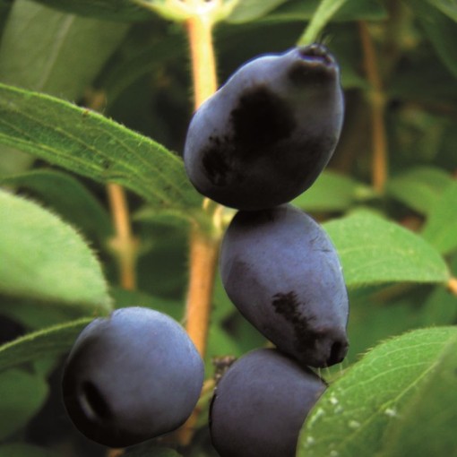 Haskap Berry ‘Black' C6
