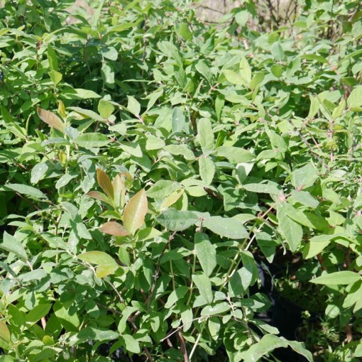 Haskap Berry ‘Black' C6