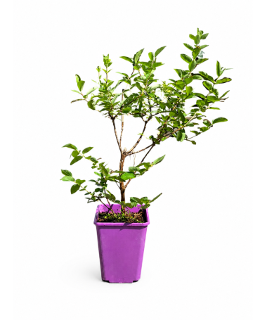 Honeyberry WOJTEK 6l