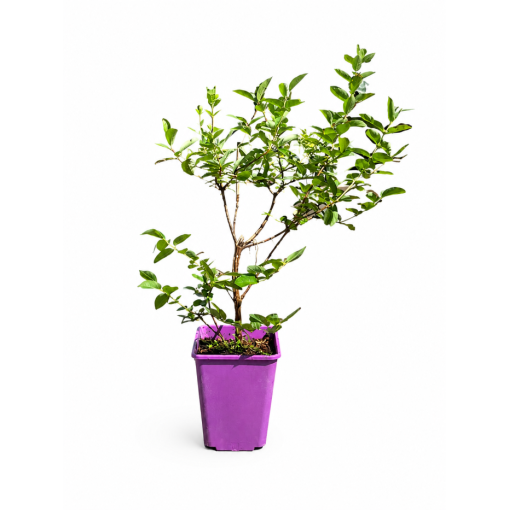 Honeyberry WOJTEK 6l