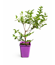 Honeyberry WOJTEK 6l
