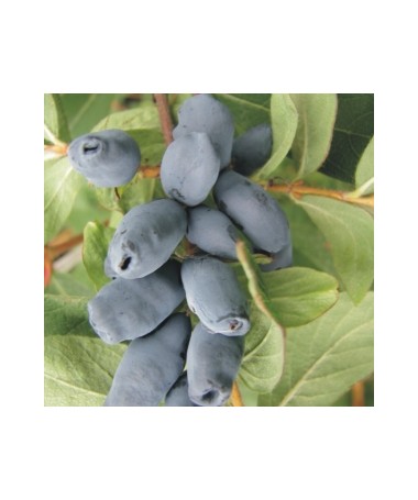 Honeyberry WOJTEK 6l