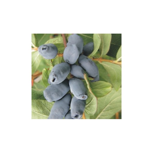 Honeyberry WOJTEK 6l