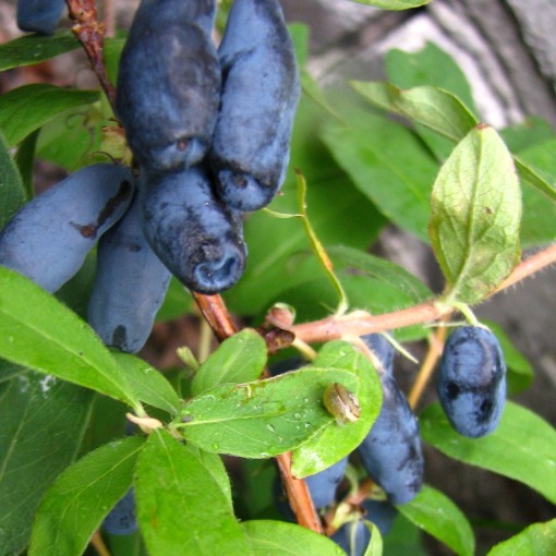 Honeyberry WOJTEK 6l