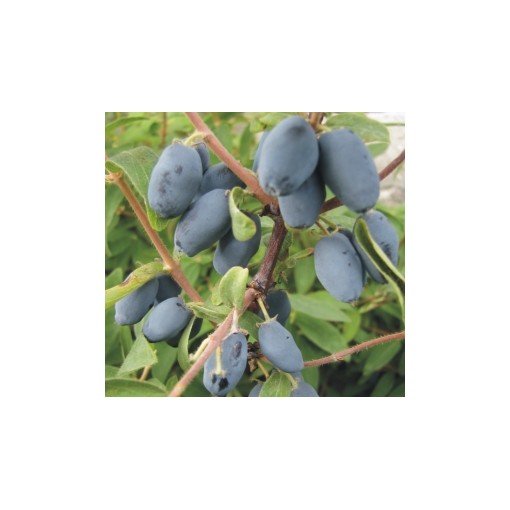 Honeyberry WOJTEK 6l