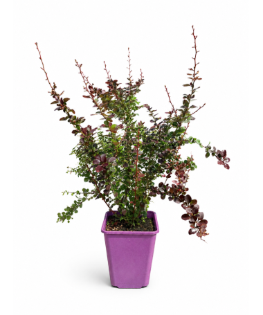 Thunberg's Barberry 'Golden Ring' C6
