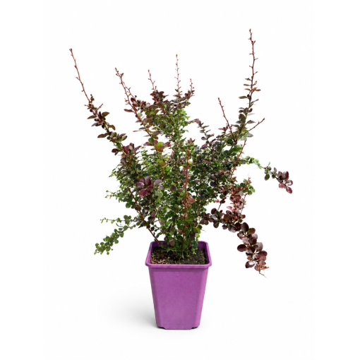 Thunberg's Barberry 'Golden Ring' C6
