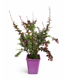 Thunberg's Barberry 'Golden Ring' C6