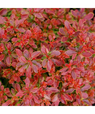 Thunberg's Barberry 'Golden Ring' C6