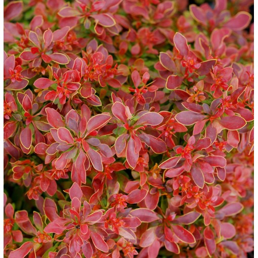 Thunberg's Barberry 'Golden Ring' C6