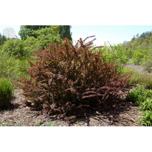 Thunberg's Barberry 'Golden Ring' C6