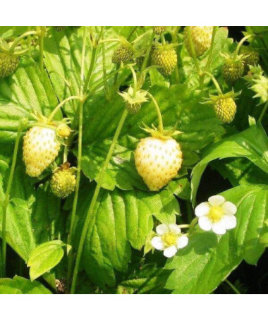 Yellow Strawberry 'Yellow Wonder'