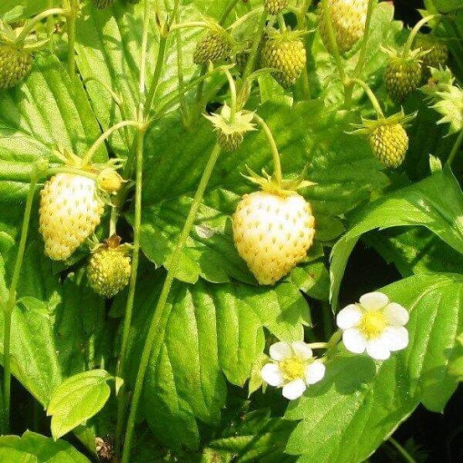Yellow Strawberry 'Yellow Wonder'